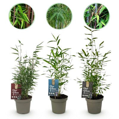 GreenboutiQ Bambus Fargesia Dragon Tricolour (3 Pflanzen)