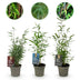 GreenboutiQ Bambus Fargesia Dragon Tricolour (3 Pflanzen) Bild 1
