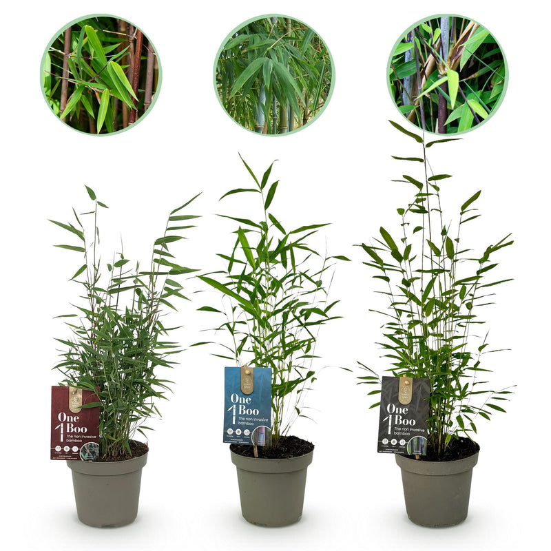 GreenboutiQ Bambus Fargesia Dragon Tricolour (3 Pflanzen)