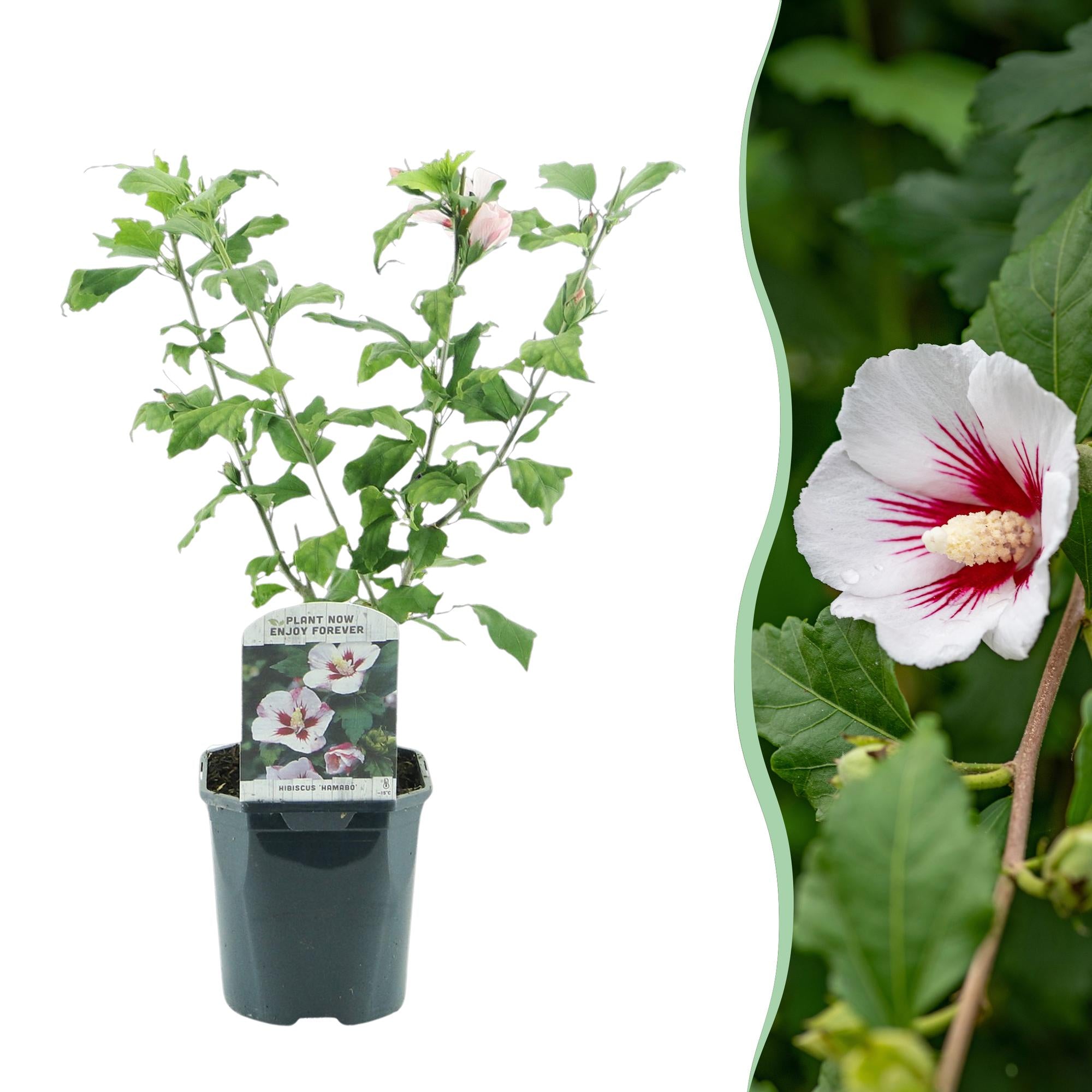 GreenboutiQ - Sträucher - Hibiscus syriacus Hamabo - Blüte Hellrosa - 1 Pflanze - Laubabwerfend - Wenig Pflege - Topf 17cm Höhe 45cm