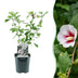 Hibiskus 'Hamabo' Strauch: Hellrosa Blüten, pflegeleicht, 1 Pflanze Bild 1