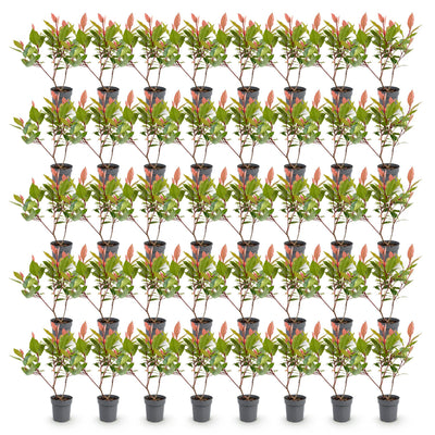 Green boutiQ - 40x Photinia fraseri Little Red Robin - Glanzmispel - Heckenpflanzen - Immergrün - Rot - Topf 9cm - Höhe 25-35cm
