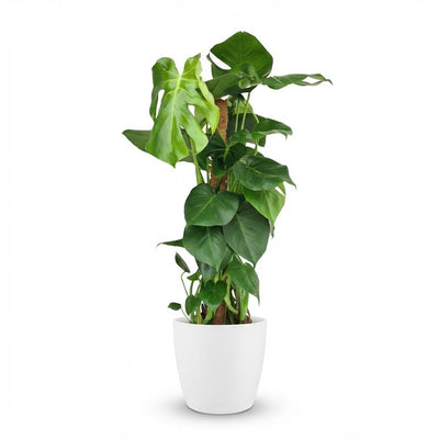 Monstera Deliciosa Zimmerpflanze im Moosstab - 90cm - Weißer Übertopf
