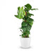 Monstera Deliciosa Houseplant on a Moss Pole - 90cm - White Pot Bild 2