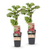 Green boutiQ Thornless Loganberry - 2 Plants - Fruity Delight Bild 2