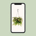 Rhipsalis Red Coral Houseplant | Ø17cm | ↕25cm Bild 5