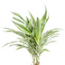 Dracaena Deremensis White Stripe Korb Ø24cm, 130-150cm Bild 3