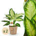 Green boutiQ - Zimmerpflanzen - Dieffenbachia Camilla - Dieffenbachia - Wenig Pflege - mit Korb - Bunt - 2 Pflanzen - Topf 17cm - Höhe 45-50cm Bild 1