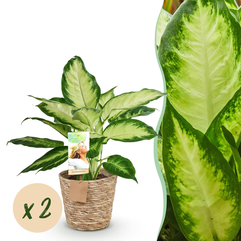 Green boutiQ - Zimmerpflanzen - Dieffenbachia Camilla - Dieffenbachia - Wenig Pflege - mit Korb - Bunt - 2 Pflanzen - Topf 17cm - Höhe 45-50cm