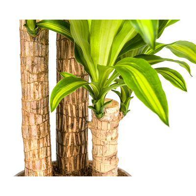 Dracaena Fragrans Massangeana Topf Ø24cm, Höhe 130-150cm
