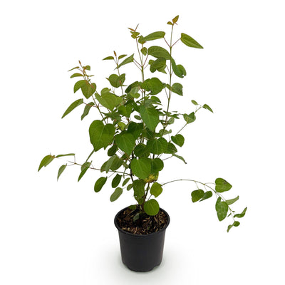 GreenboutiQ - Garden Plant - Cercidiphyllum japonicum - Green 1 Plant - Deciduous - Low Maintenance - Pot 12cm Height 35cm