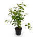 GreenboutiQ - Gartenpflanze - Cercidiphyllum japonicum - Grün 1 Pflanze - Laubabwerfend - Wenig Pflege - Topf 12cm Höhe 35cm Bild 2
