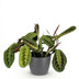 Maranta Fascinator Tricolor Houseplant in 12cm Pot, 25cm Tall Bild 2