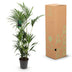 Green boutiQ – Zimmerpflanze – Howea Forsteriana – Kentia-Palme – Pflegeleicht – Grün – 1 Pflanze – Topf 27 cm – Höhe 160–170 cm Bild 8