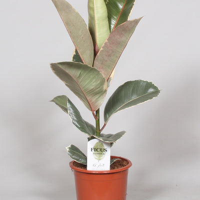 Ficus Elastica Tineke Rubber Plant Ø17cm - ↕60cm