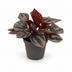 12er Peperomia Mix: Vielfalt für Ihr Zuhause Bild 1