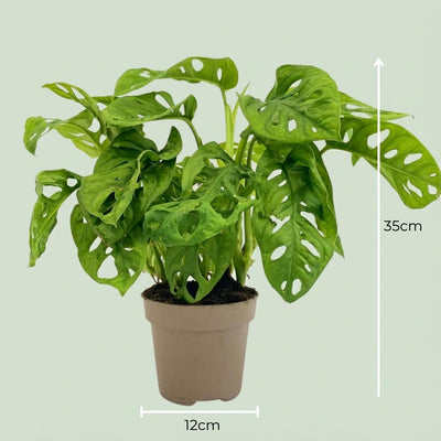 Monstera Adansonii Affenmaske – Ø 12 cm – 25-35 cm hoch