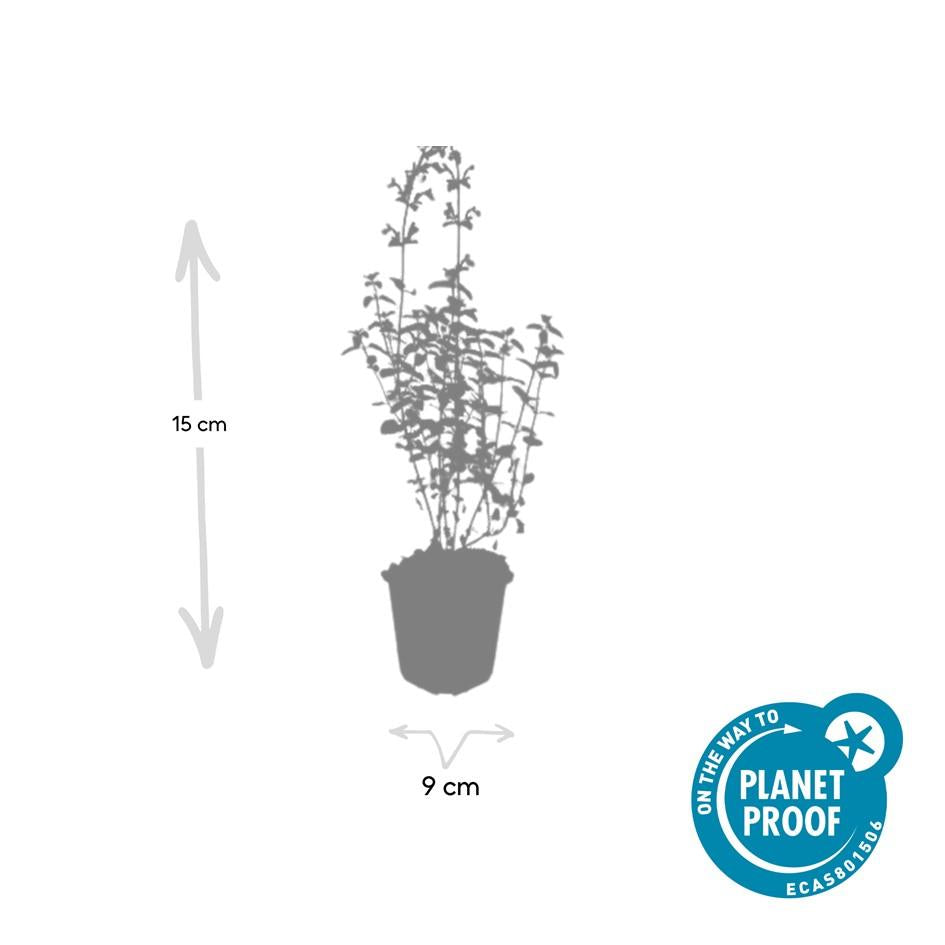 24x Nepeta 'Walker's Low' - ↕10-25cm - Ø9cm