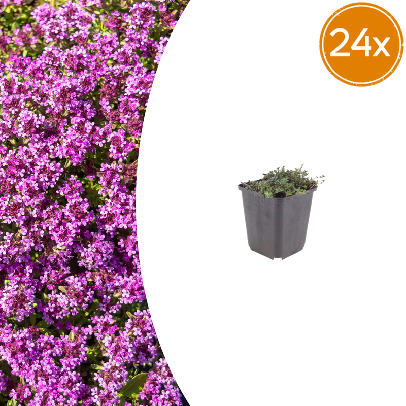 Thymus praecox 'Coccineus' - 24x ground cover thyme, 10-25cm