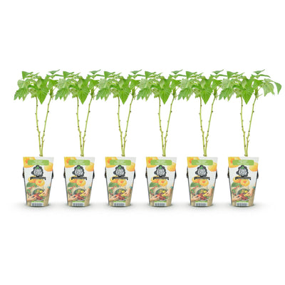 GreenboutiQ - Obstpflanzen - Himbeere - Rubus idaeus Fallgold - Winterhart - 6 Pflanzen - Topf 9 cm - Gelbe Himbeere