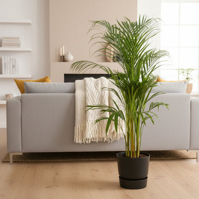 Areca-Palme (110cm) im elho Greenville Topf – tropisches Flair für Ihr Zuhause