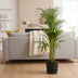 Areca-Palme (110cm) im elho Greenville Topf – tropisches Flair für Ihr Zuhause Bild 2