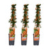 3x Pyracantha 'Soleil dOr' - Strauch 65cm - Ø15 Bild 1