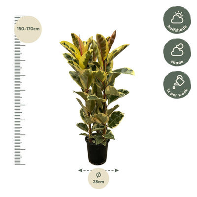 Ficus Elastica Tineke, Gummibaum, 140 cm