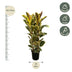 Ficus Elastica Tineke, Gummibaum, 140 cm Bild 2