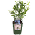 3 BIO Heidelbeerpflanzen (Vaccinium corymbosum) – Ø 13cm, 20cm Bild 2