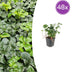 48x Pachysandra 'Green Sheen' - Immergrüner Bodendecker für Schatten Bild 1