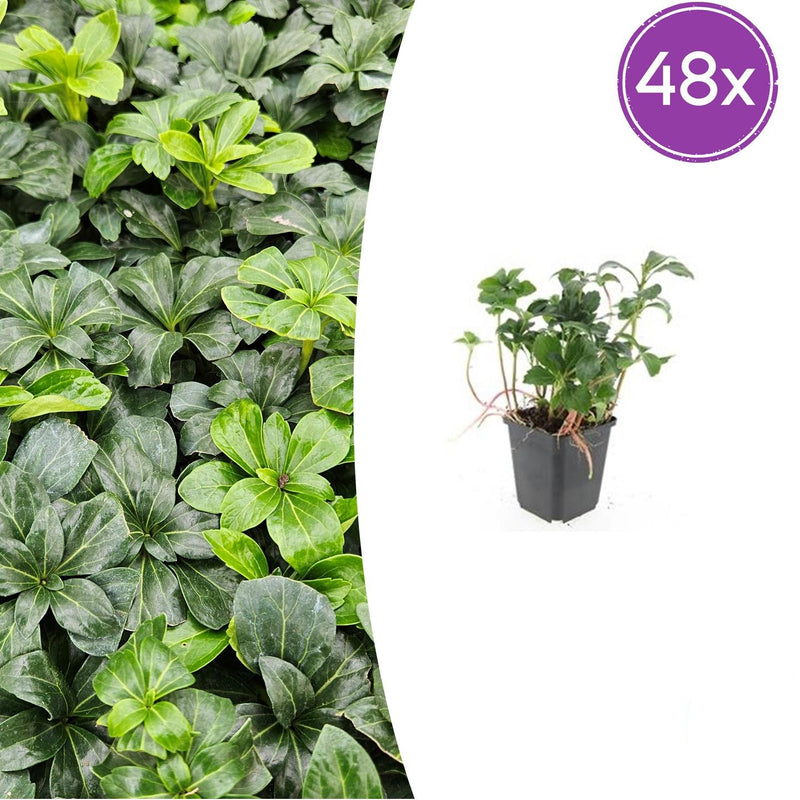 48x Pachysandra 'Green Sheen' - Immergrüner Bodendecker für Schatten
