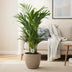 Dypsis Lutescens (Goldfruchtpalme) - Ø17cm - ↕65cm Bild 3