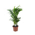 Dypsis Lutescens (Goldfruchtpalme) - Ø17cm - ↕65cm Bild 1