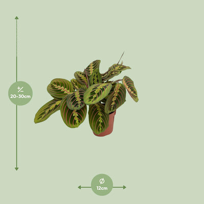 Maranta Fascinator Pfeilwurz: Tropische Schönheit im 12cm Topf