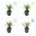 48x Liriope muscari 'Big Blue' - 10-25cm hoch - 9cm Topf Bild 4