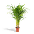 Areca-Palme - Ø21cm - ↕100cm