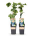 GreenboutiQ Blue Grape Vine - 2 Plants, 50cm, 15cm Pot Bild 1