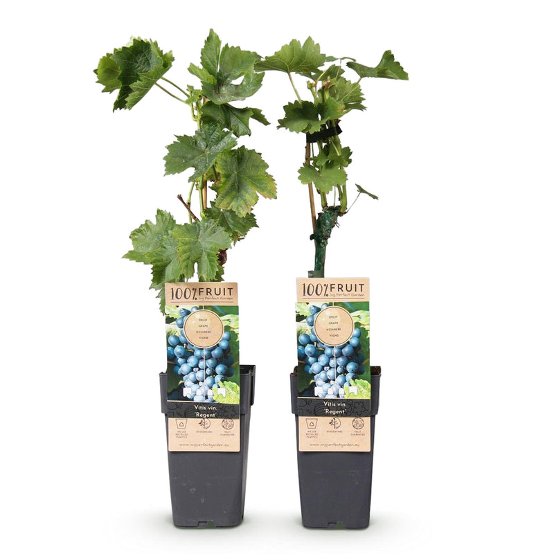 GreenboutiQ Blue Grape Vine - 2 Plants, 50cm, 15cm Pot