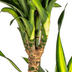 Dracaena Deremensis Rikki Ø24cm - 130-150cm Bild 5