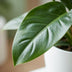 Philodendron Imperial Green Zimmerpflanze im weißen Übertopf (65cm) Bild 4