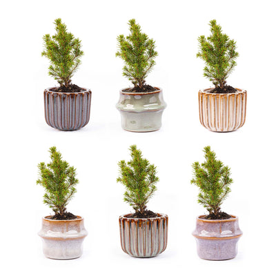 Mini-Weihnachtsbaum-Set 6 - Inklusive Topfset Barcelona