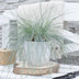 Festuca glauca Azura Blue - Blauschwingel im Ø14 Topf, 30cm hoch Bild 6