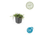 48x Leptinella squalida Bodendecker - 10-25cm hoch, 9cm Topf Bild 3