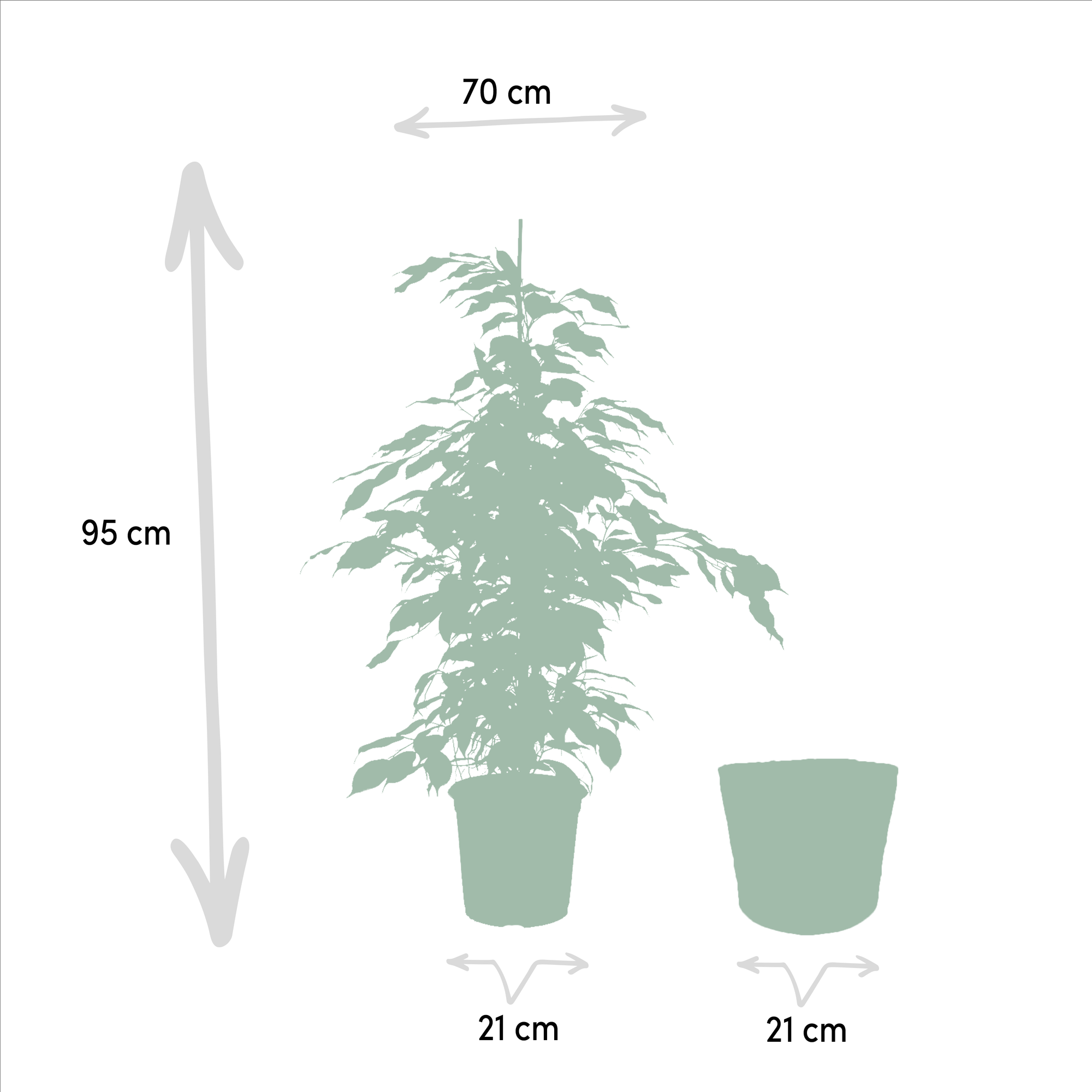 Ficus benjamina Danielle - Ø21cm - ↕95cm + Korb Selin