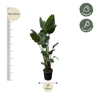 Strelitzia Nicolai XXL - Paradiesvogelblume, 250 cm