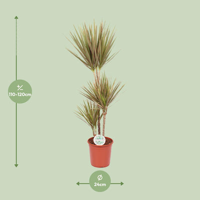 Dracaena Bicolor: Exotische Zimmerpflanze, 115cm hoch