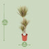 Dracaena Bicolor: Exotic Houseplant, 115cm tall Bild 2
