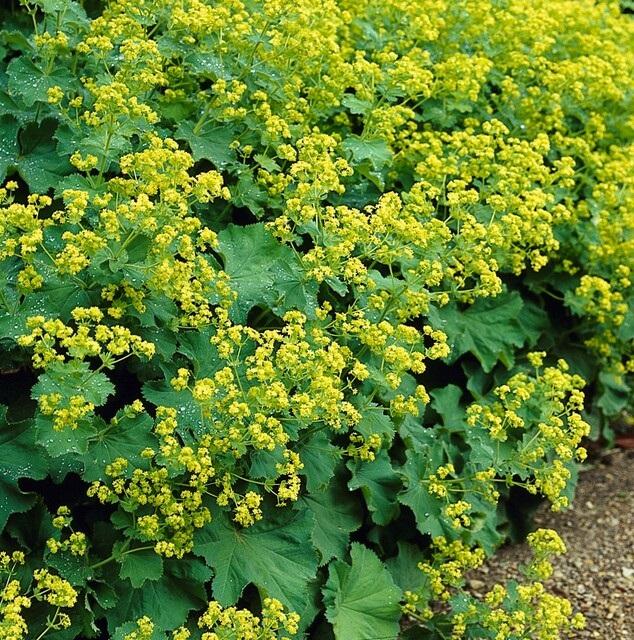 12x Frauenmantel (Alchemilla mollis) - 10-25cm - Ø9cm