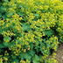 12x Frauenmantel (Alchemilla mollis) - 10-25cm - Ø9cm Bild 5